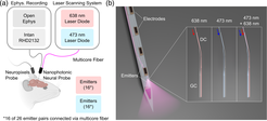 A conceptual overview of a dual-color nanophotonic neural probe implanted in the mouse brain. Grating-coupler (GC) emitters span the narrow silicon shank and deliver precise blue- and red-light photostimulation to distinct brain regions, while microelectrodes record evoked neural activity. Peripheral hardware routes laser light into the probe and records electrophysiological activity.